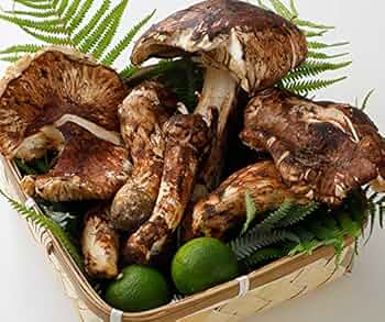 岩手県産　訳あり松茸　約500g 楽天市場】【全額返金】9月以降分予約 訳あり 国産 松茸 500g